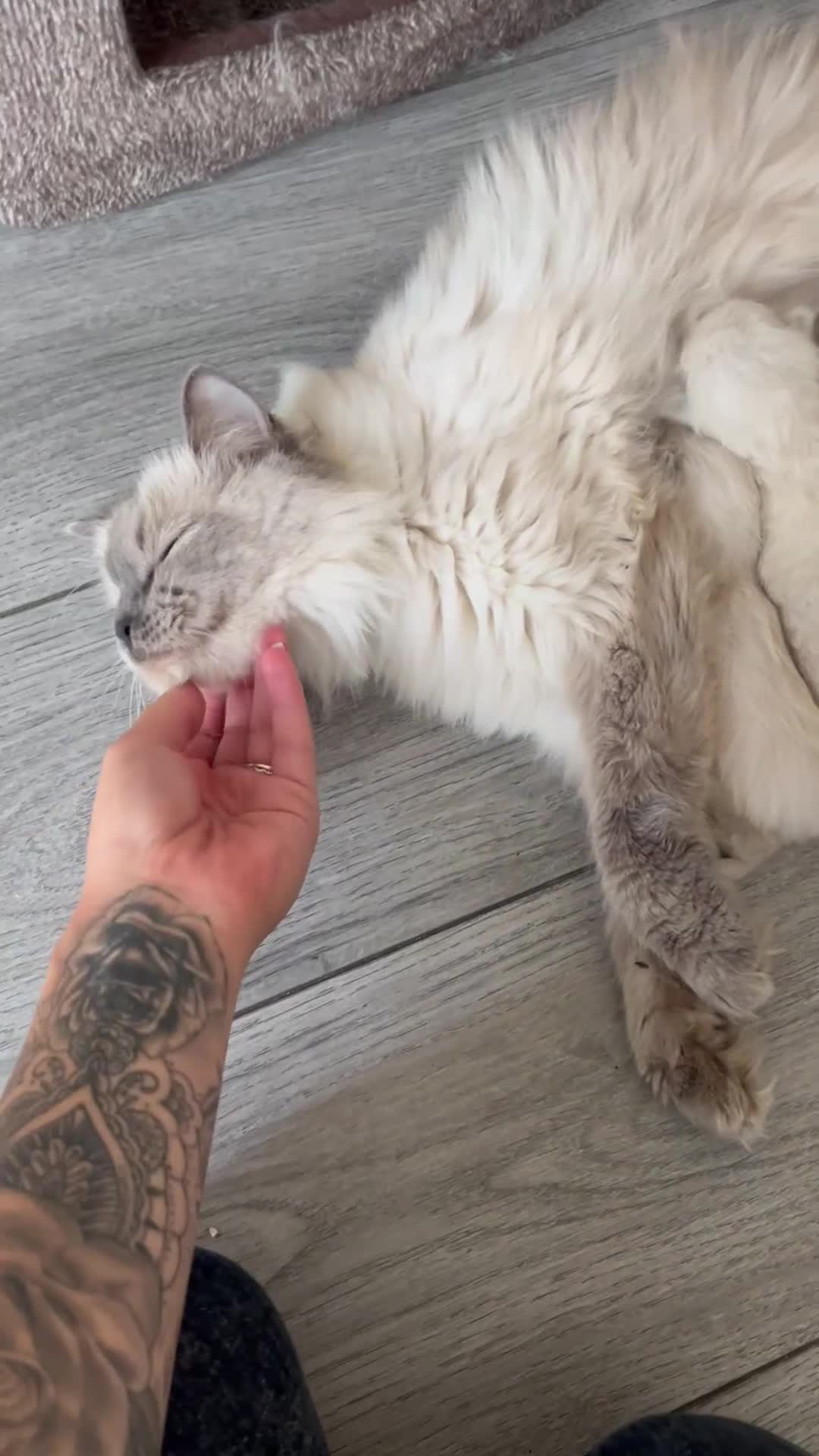 Ragdoll cats for sale: 7 Gorgeous Ragdoll Kittens - Video 2