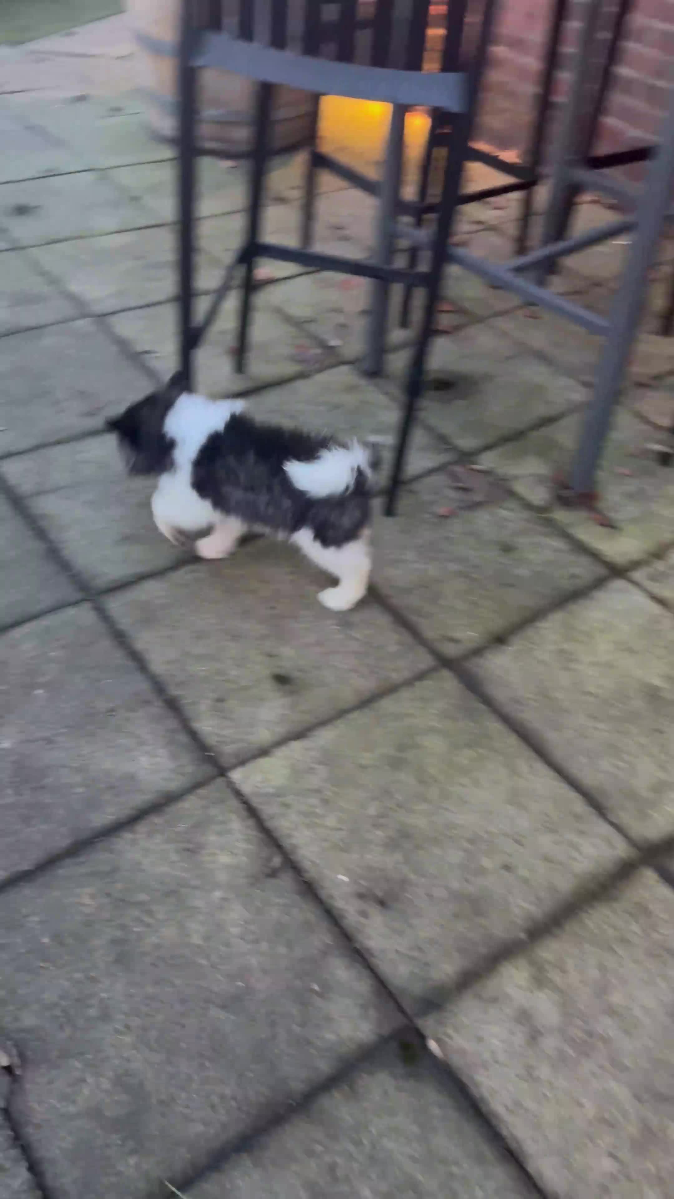 Akita dogs for sale: Quality Family Raised American Akita Puppies - Video 1