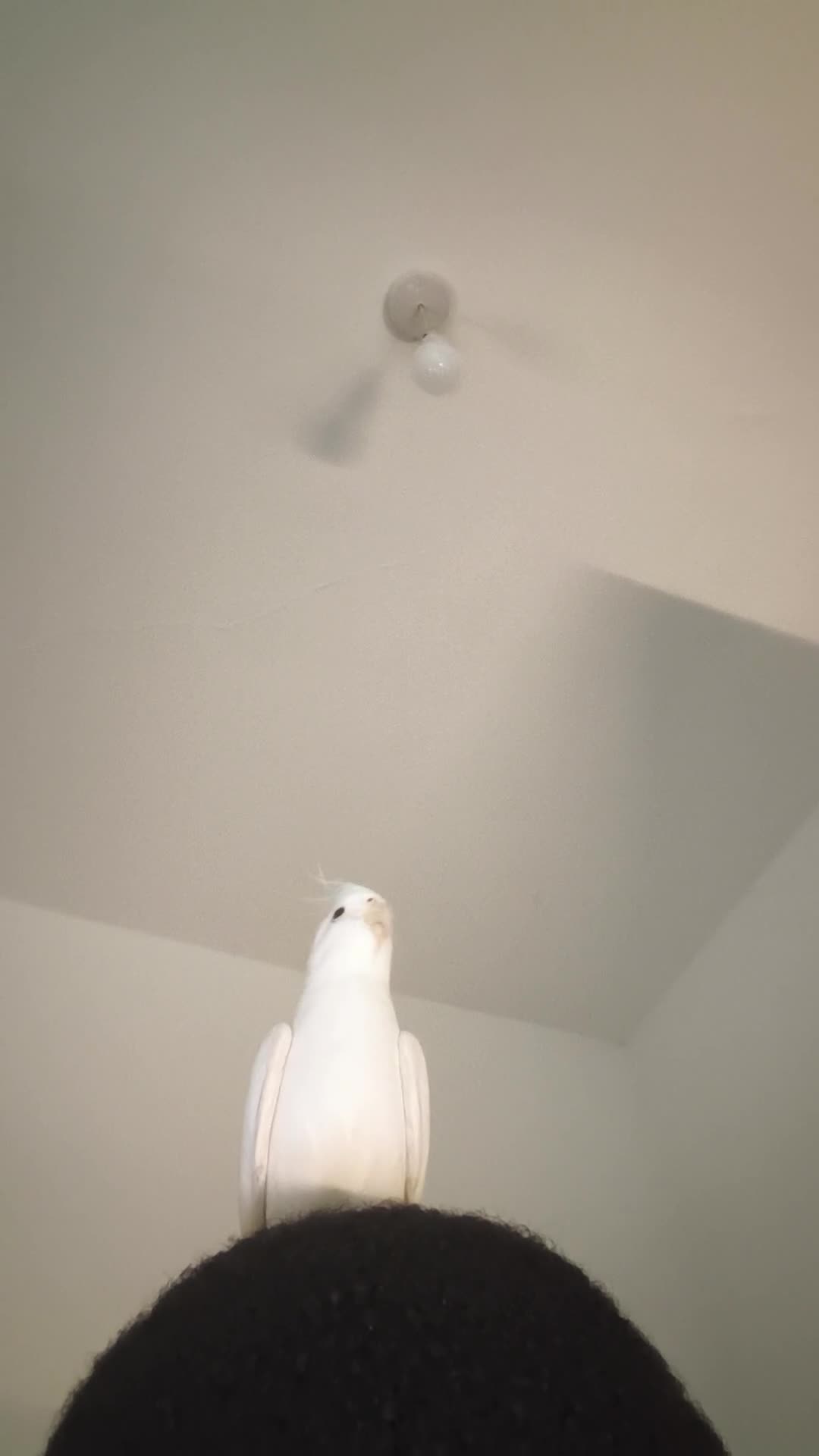 Cockatiels birds for sale: 1yr old cockateil for sale - Video 2