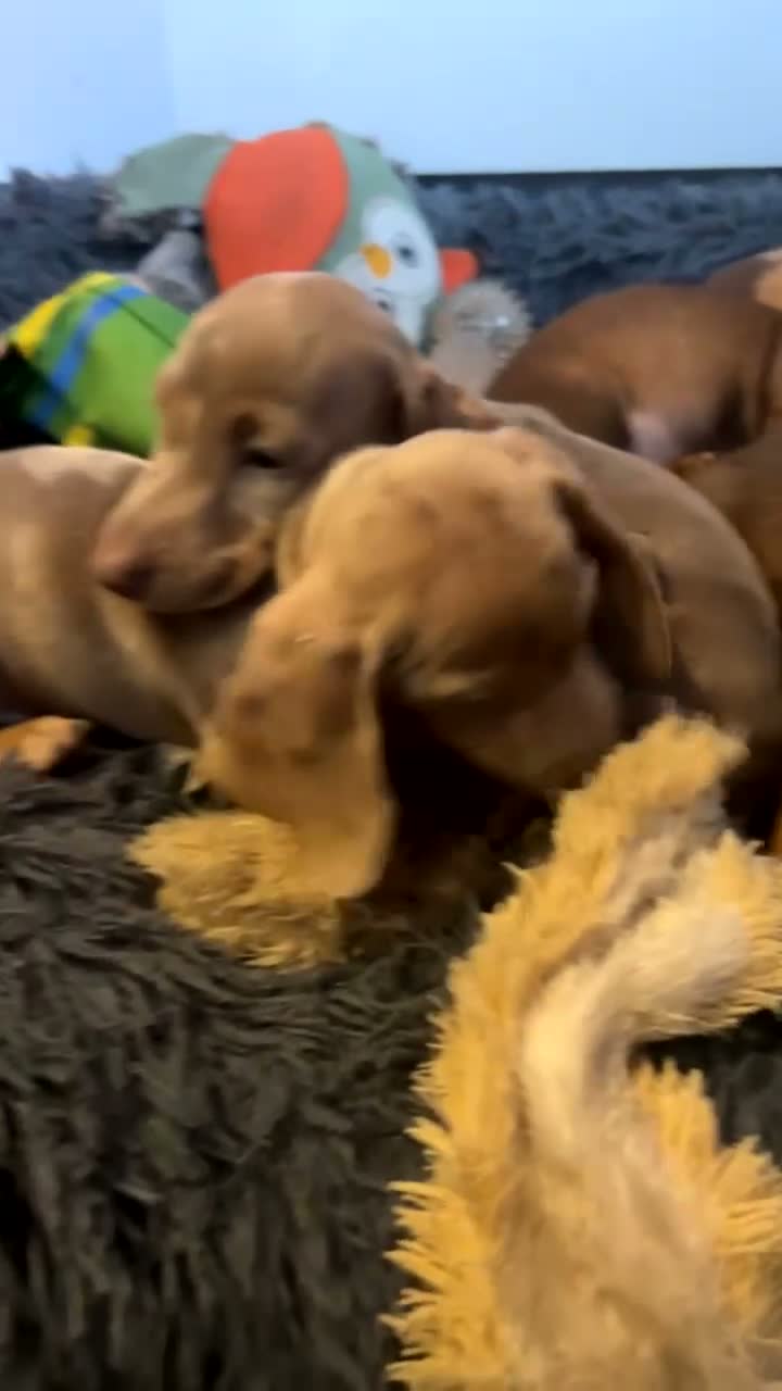 Dachshund dogs for sale: Dachshund puppies  - Video 1