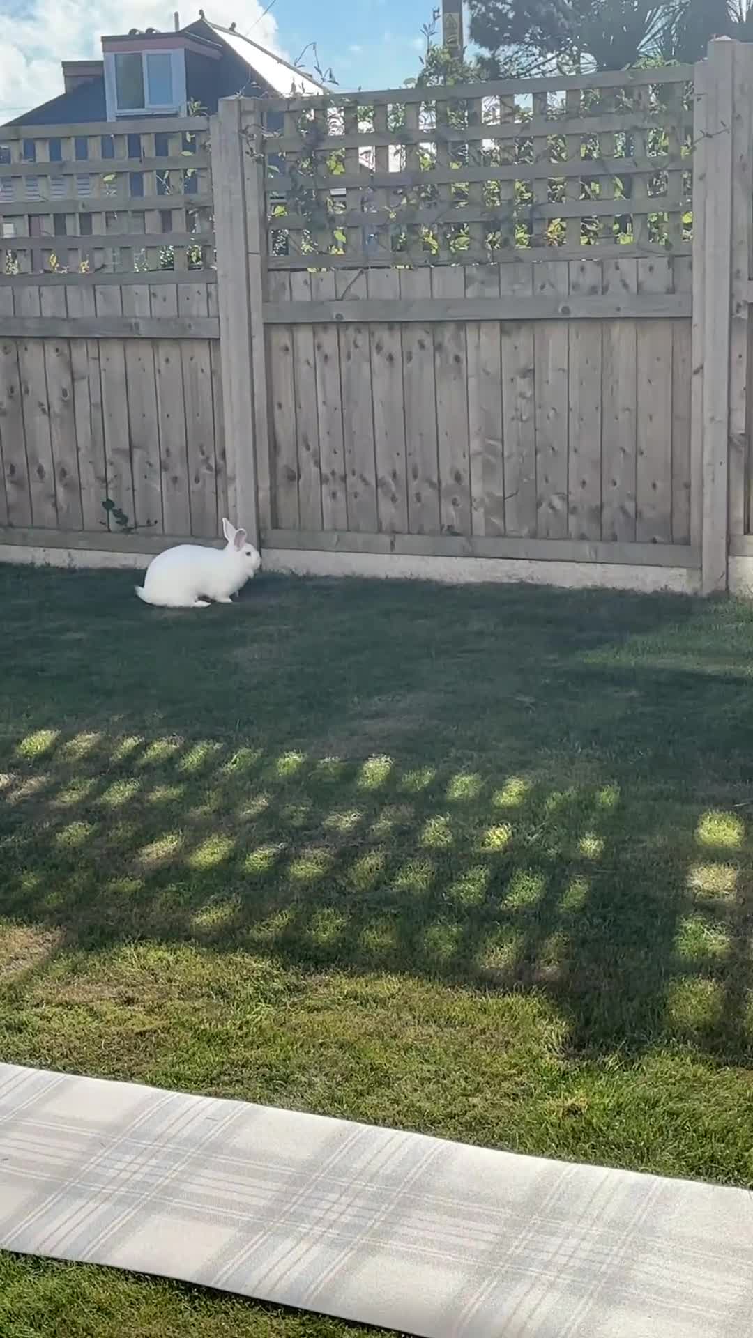 New Zealand rabbits for sale: Young New Zealand White Doe in Helston - Video 1