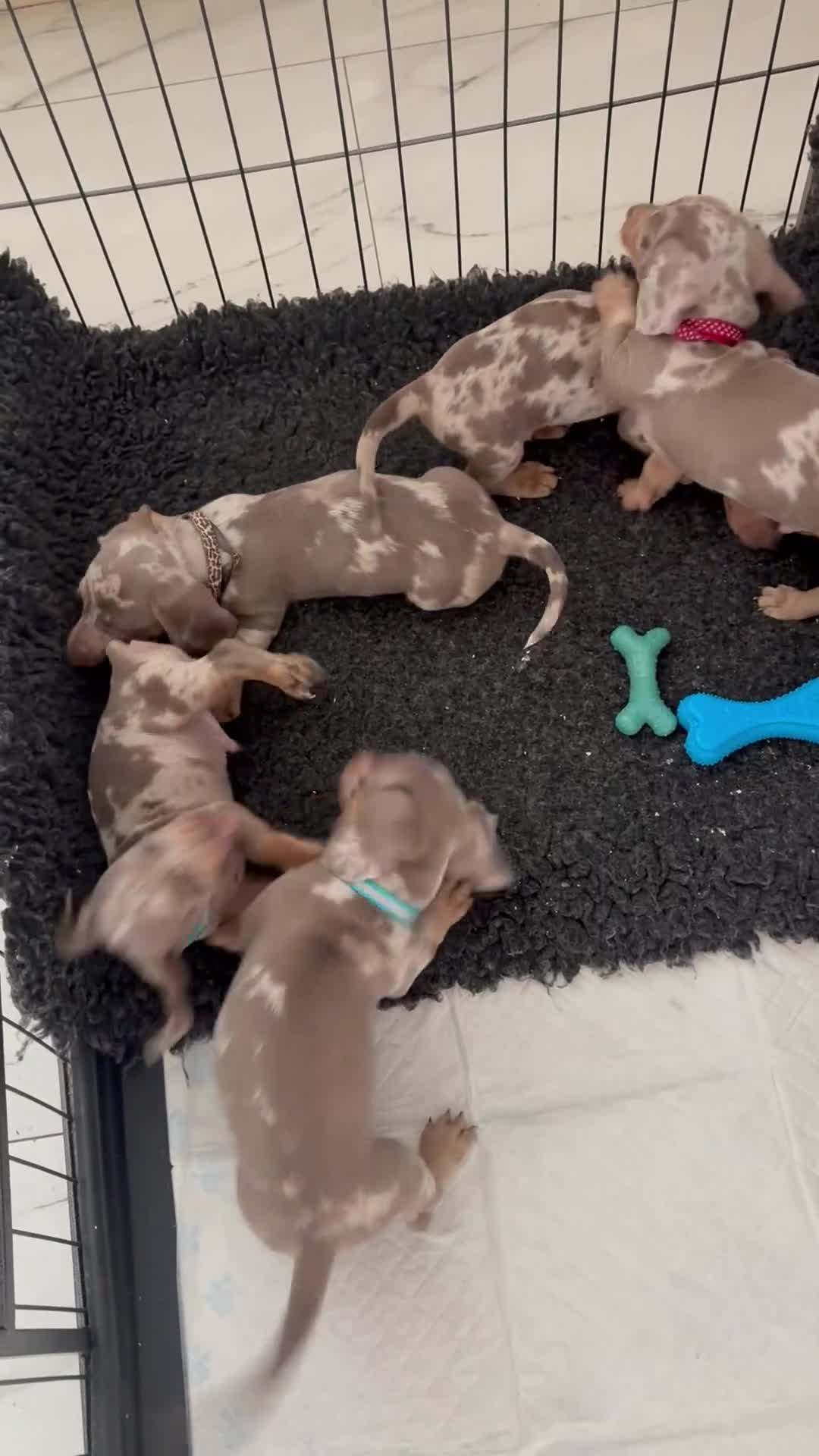 Miniature Dachshund dogs for sale: Miniature Dashounds puppy’s  - Video 1