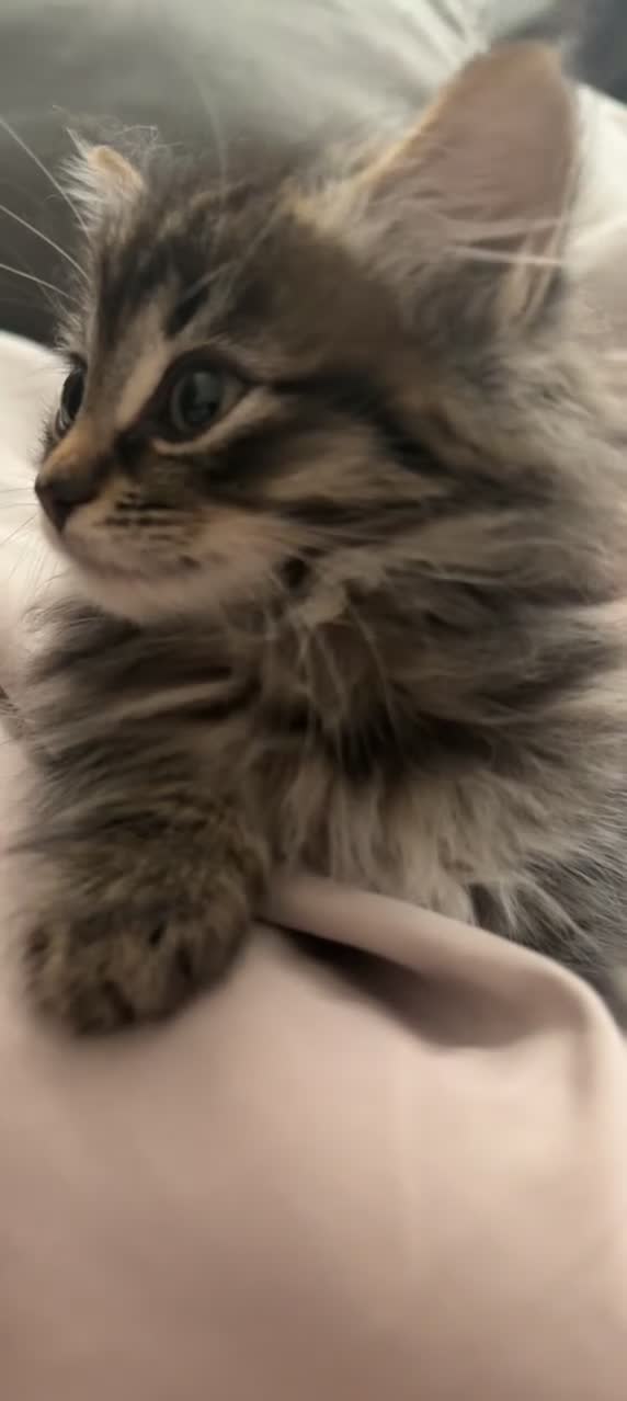 Mixed Breed cats for sale: Two gorgeous tabby sibling kittens  - Video 1