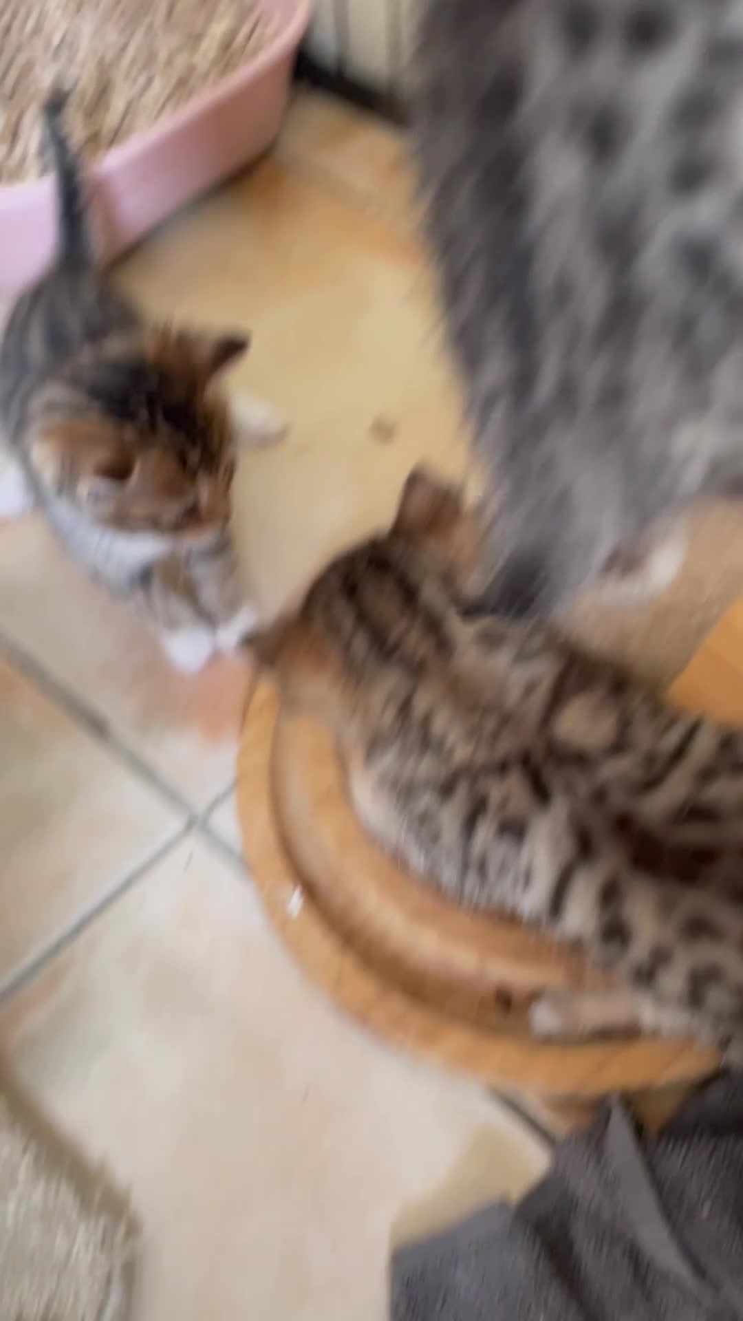 Mixed Breed cats for sale: Bengal X Scottish straight ear fluffy kittens - Video 2