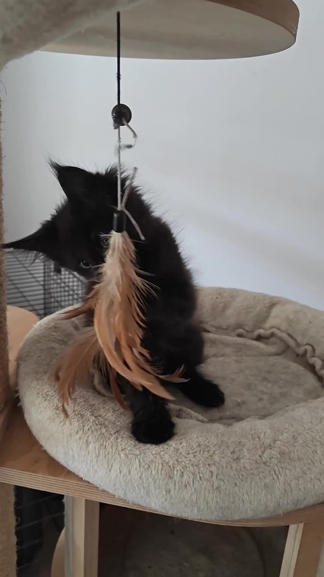 Maine Coon cats for sale: Adorable GCCF Black smoke Maine Coons kittens  - Video 1