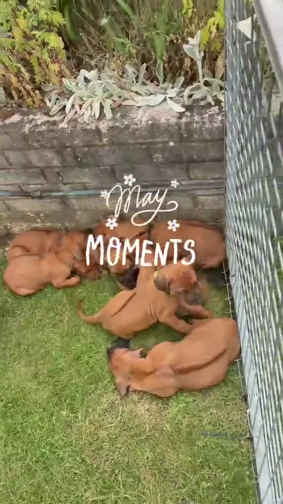 Rhodesian Ridgeback dogs for sale: Rhodesian Ridgeback Puppies EU Pedigree - Video 1