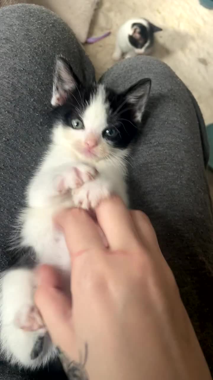 British Shorthair cats for sale: Kitten 1 and kitten 2  - Video 1