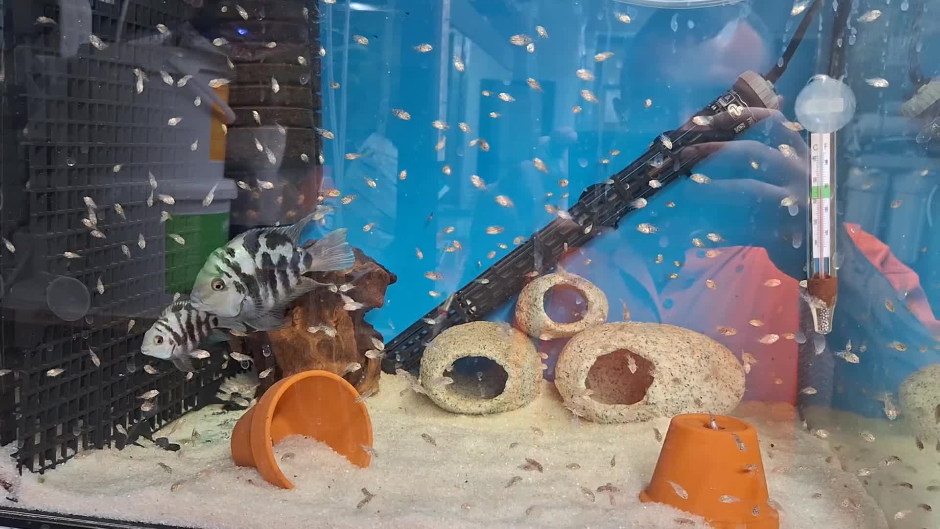 Cichlids fish for sale: PAIR Polar Blue Dwarf Cichlids  - Video 1
