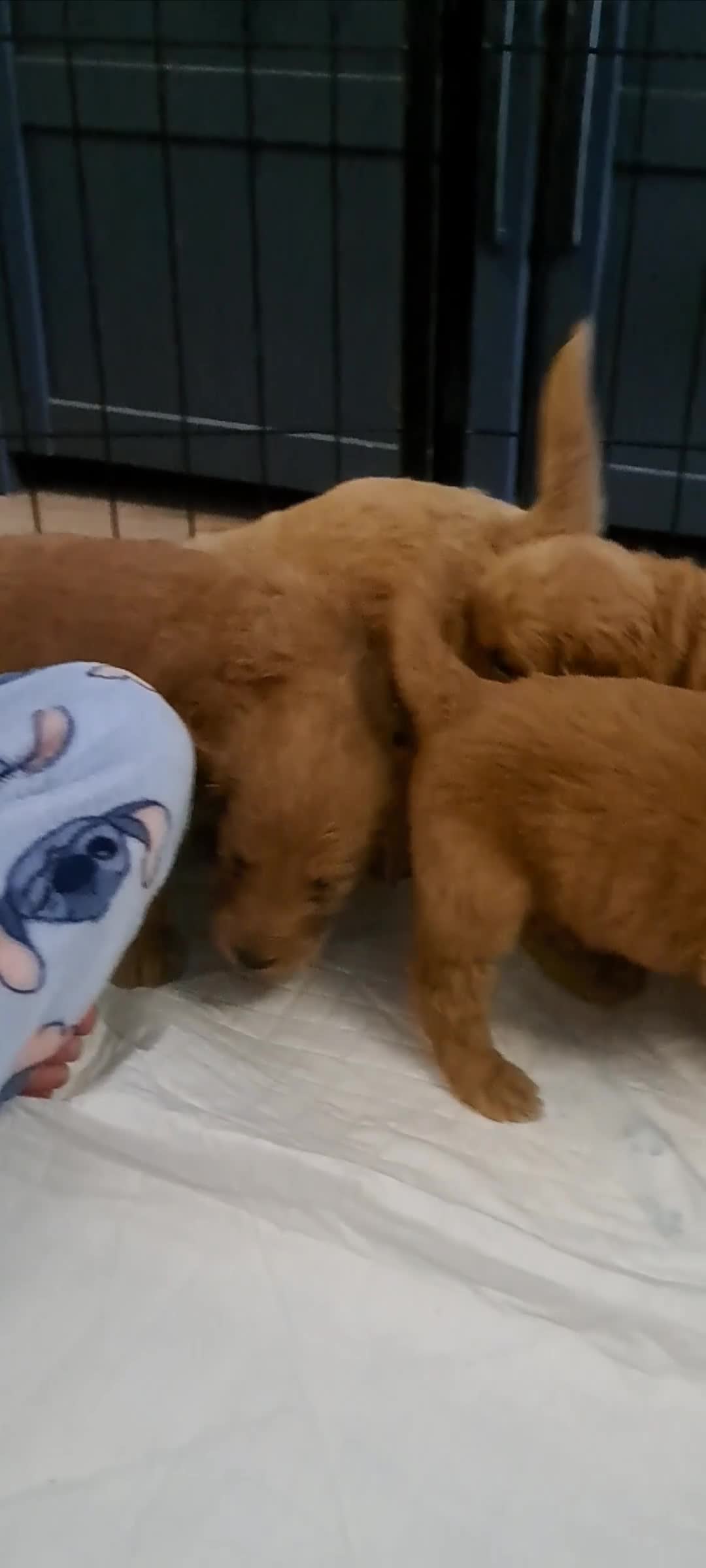 Goldendoodle dogs for sale: Adorable F1 Goldendoodle Puppies — Ready Now! - Video 2