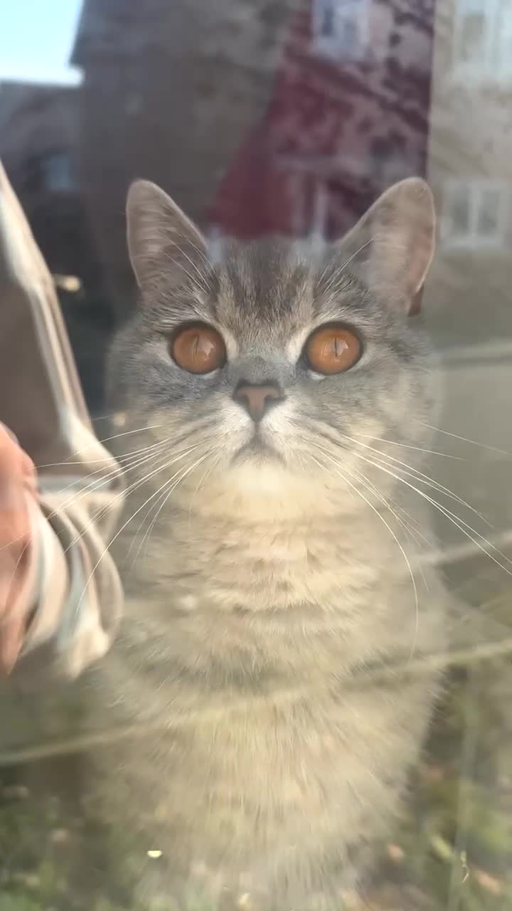 British Shorthair cats for sale: stunning silver British short hair queen in Dover - Video 1