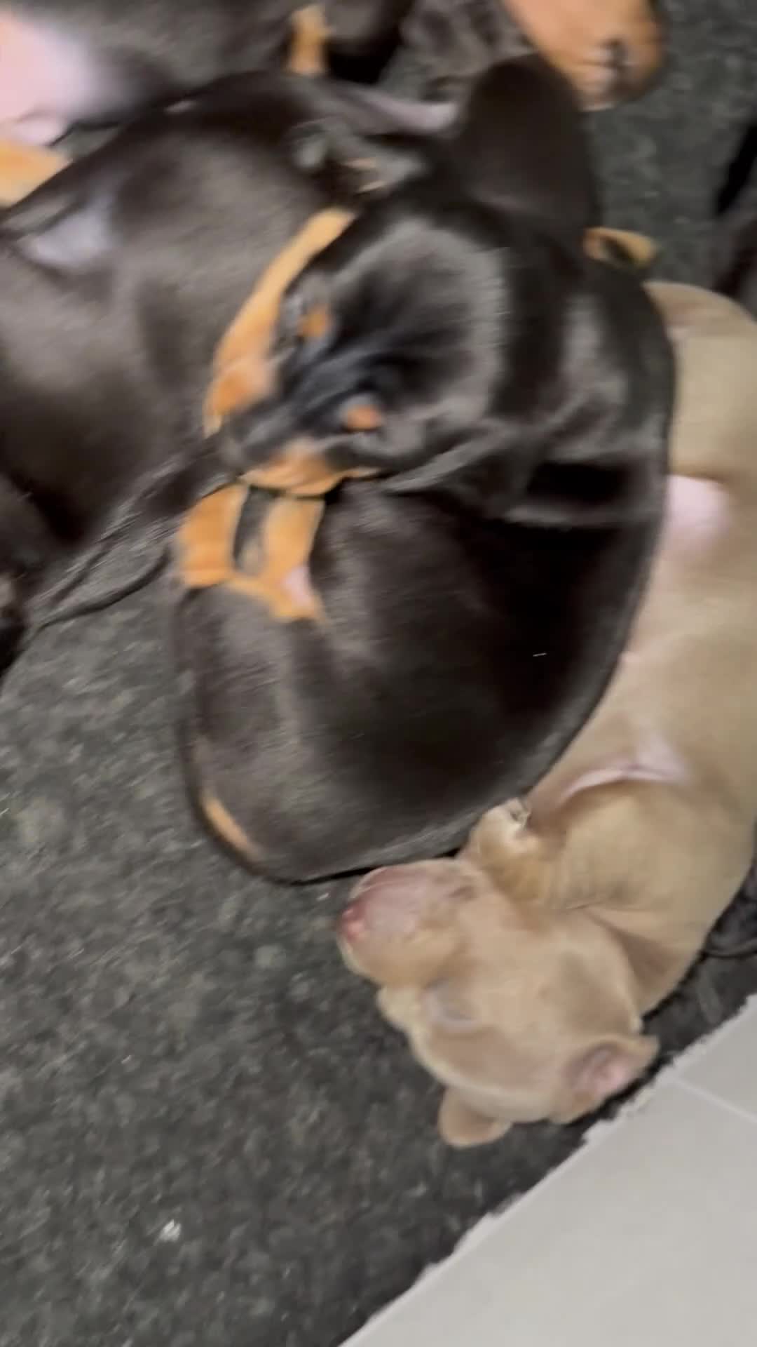 Miniature Dachshund dogs for sale: Miniature Dachshund puppy’s for sale  - Video 1