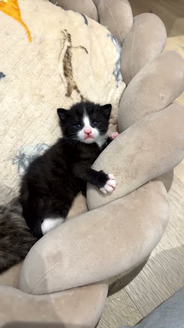 Mixed Breed cats for sale: Beautiful Black & White Kittens Half Russian Blue  - Video 5