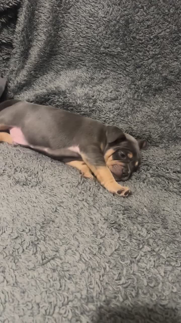 Mixed Breed dogs for sale: French bulldog X English bulldog  - Video 3