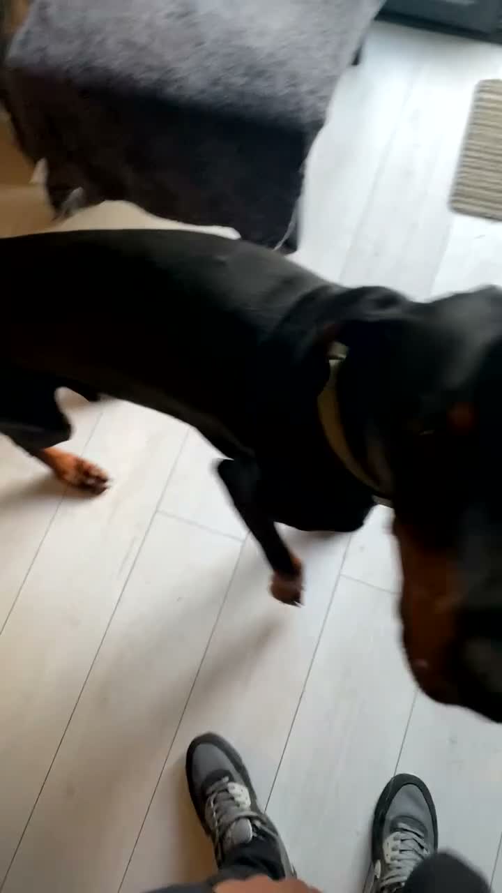 Dobermann dogs for sale: Dougie The Doberman - Video 1