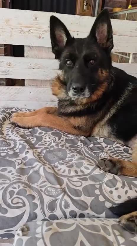 German Shepherd dogs for adoption: 💖🐶 NIKKI 🐶💖 - Video 3