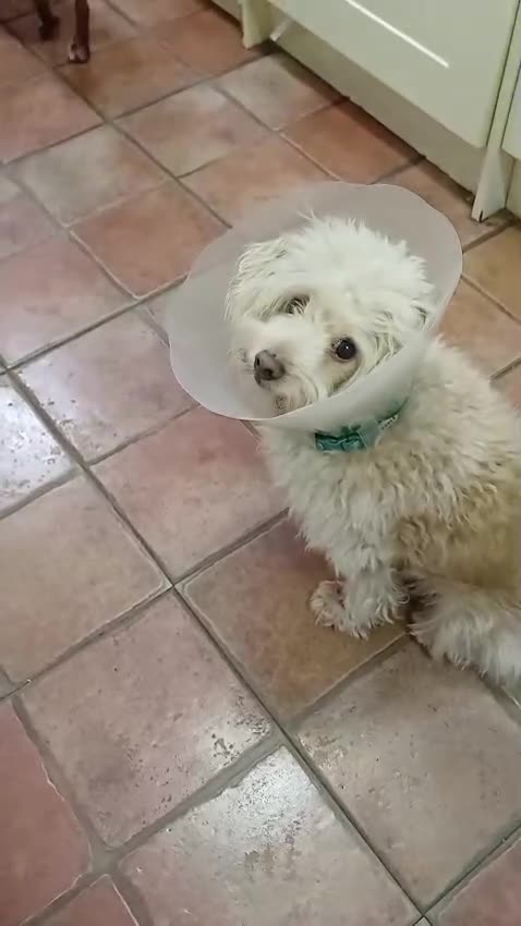 Bichon Frise dogs for adoption: WALLACE 🌟 a Sensitive boy for a Safe, Loving Home in Nottingham - Video 5
