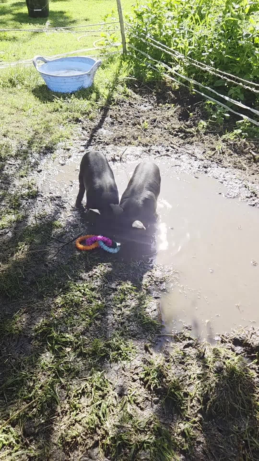 Pig livestock for sale: Stunning kune kune friendly little mixed piglets - Video 1