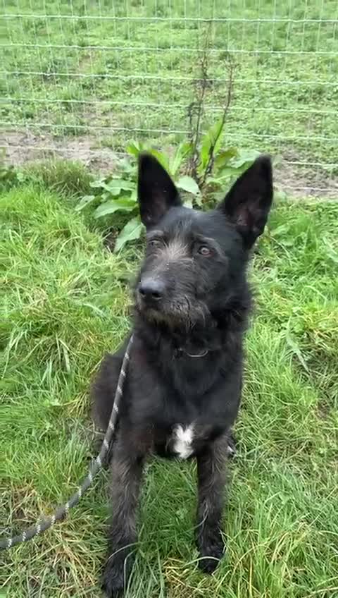 Mixed Breed dogs for adoption: Pascal is looking for a foster to adopt home  - Video 1