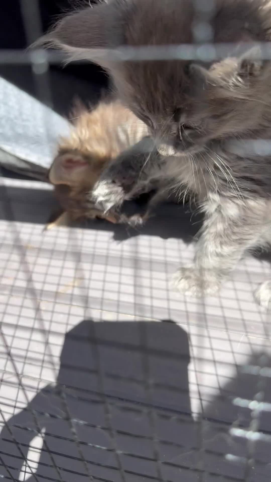 Maine Coon cats for sale: Mainecoon  - Video 1