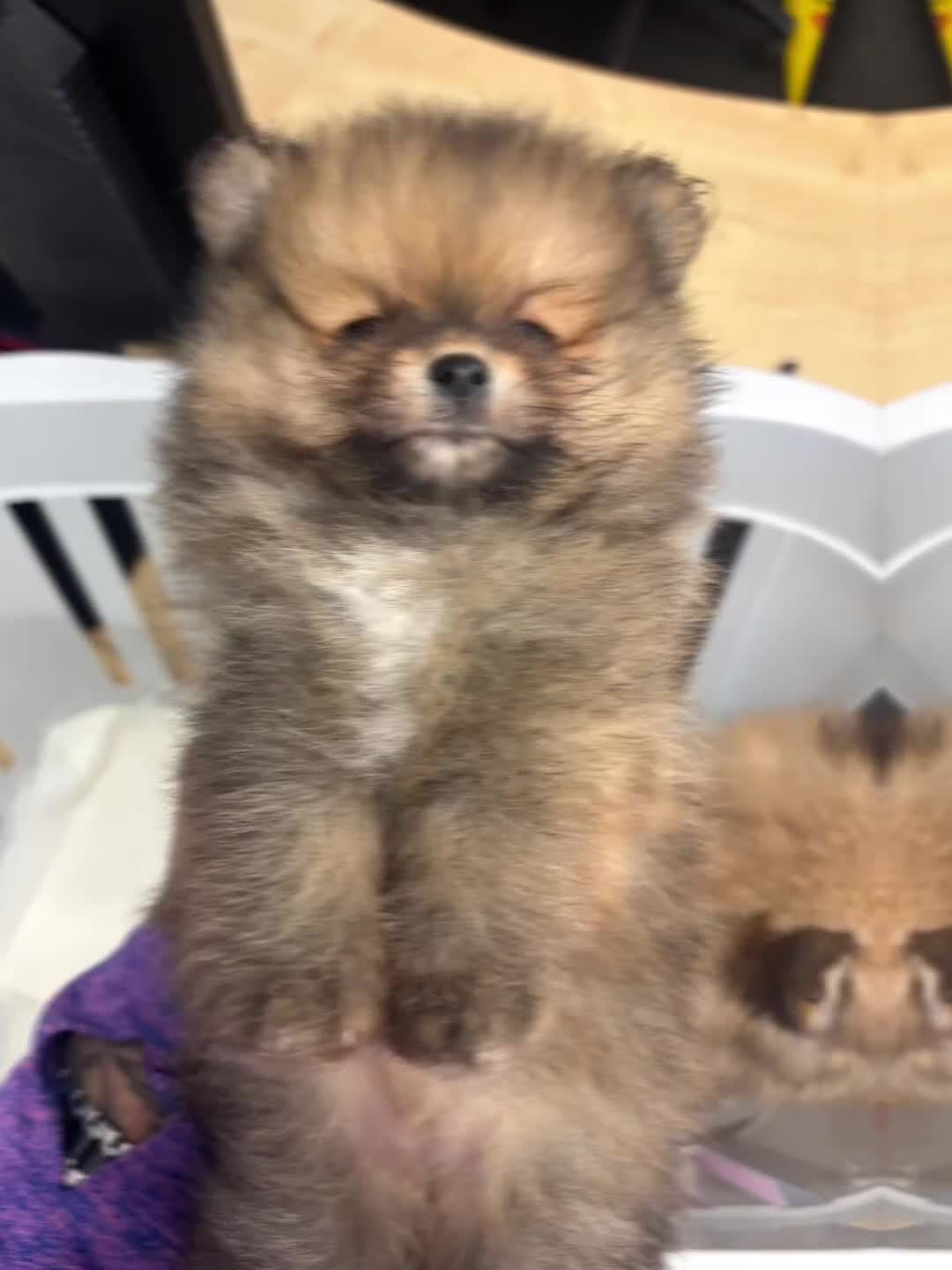 Pomeranian dogs for sale: 1 beautiful Kc registered girl Pomeranian(reduced) - Video 1