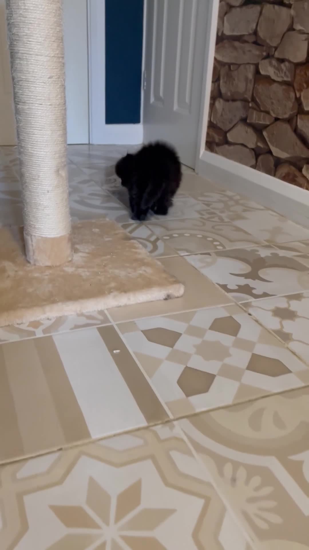 Persian cats for sale: Beautiful Pedigree Persians  - Video 1