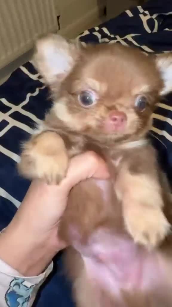 Chihuahua dogs for sale: chocolate tan long haired male chihuahua puppy in London - Video 3