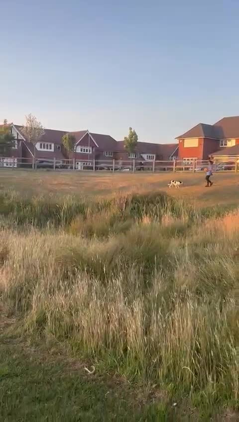 Border Collie dogs for sale: Luna  - Video 2