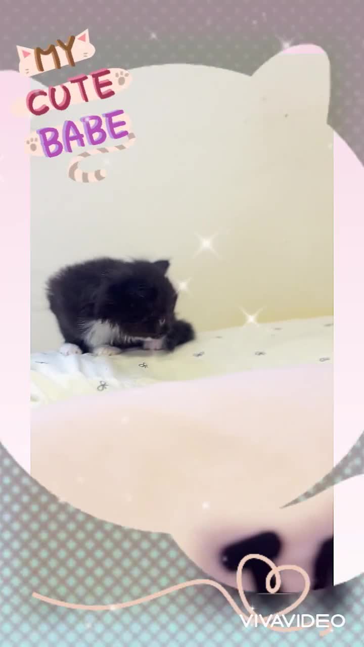 Ragdoll cats for sale:  Ragdoll Kittens- Blue Eyed, Fluffy, Very Cuddly  - Video 1