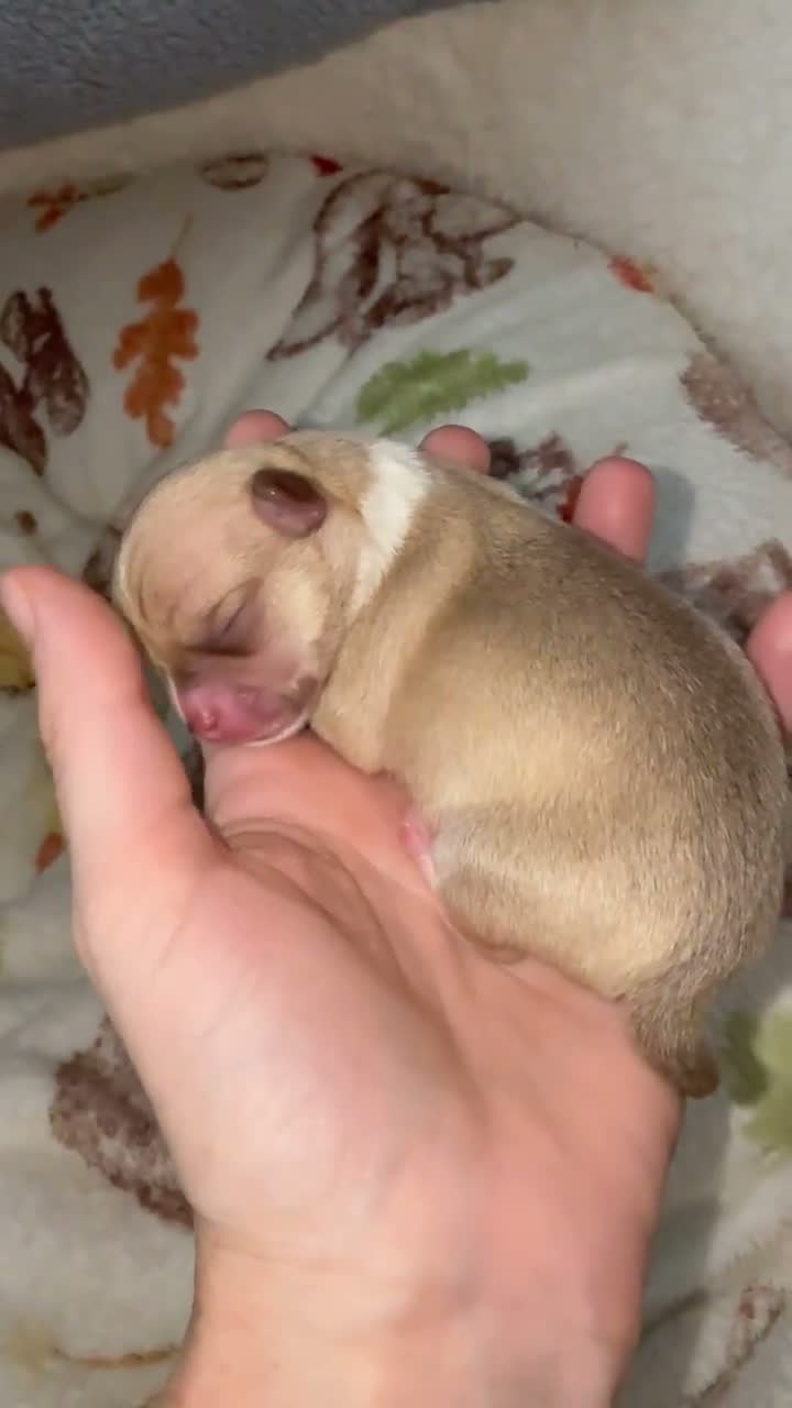 Chihuahua dogs for sale: Smooth coat Fawn and White  in Saint Austell - Video 1
