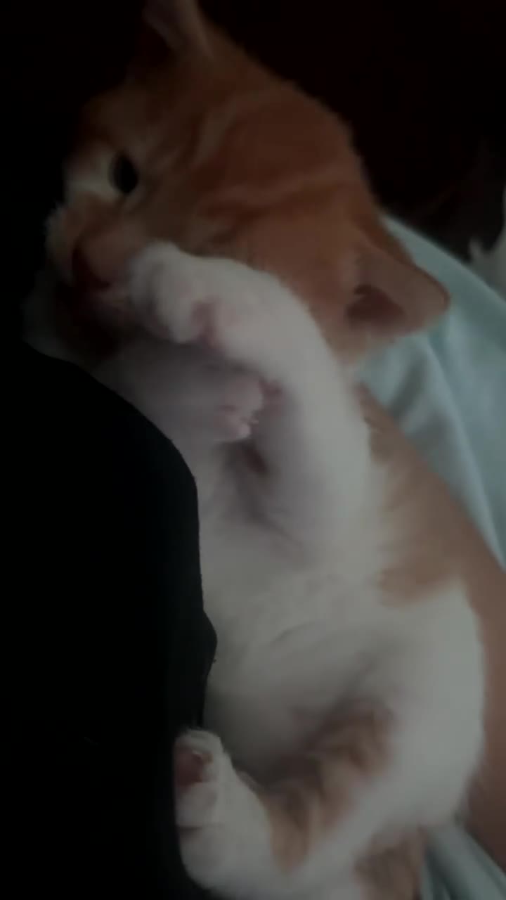 Mixed Breed cats for sale: Orange kitties 💕🍊 - Video 2