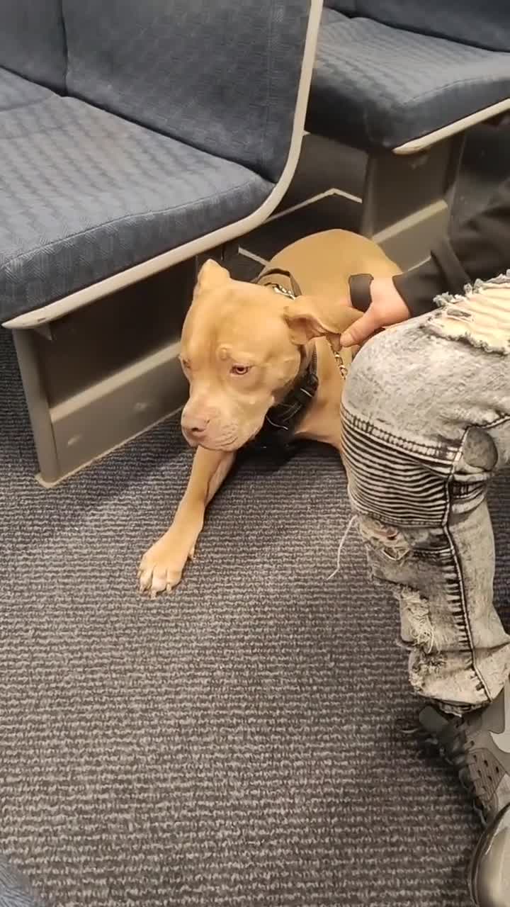 Mixed Breed dogs for sale: 10 month pup looking for forever loving home  - Video 5