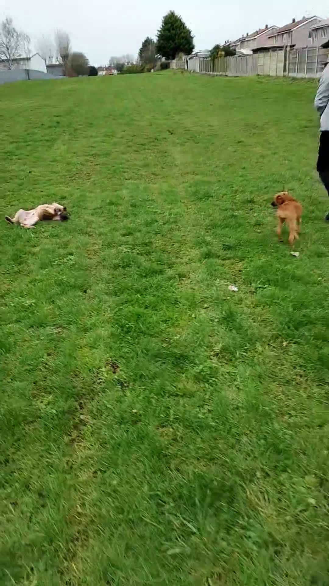 Belgian Shepherd Dog dogs for sale: Belgium malli  - Video 1