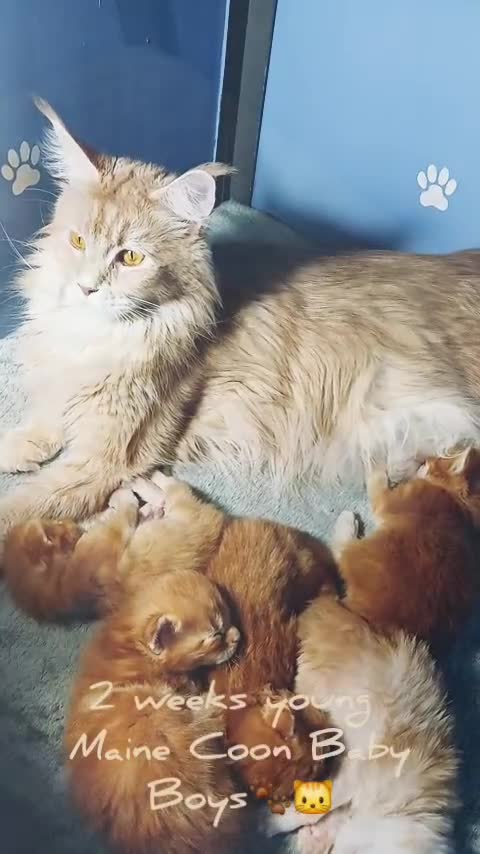 Maine Coon cats for sale: Sweet and Beautiful Pure Breed Maine Coon Kittens - Video 1