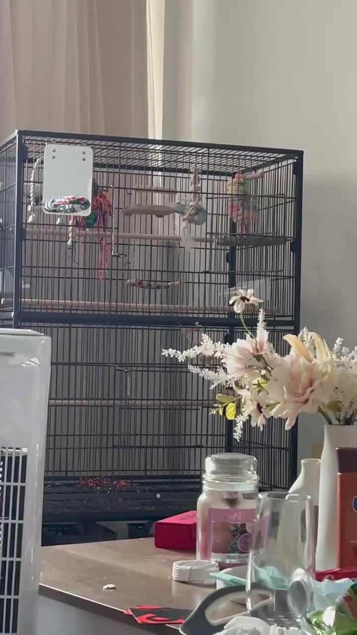Budgerigars birds for sale: 6 month old male budgie  in London - Video 1
