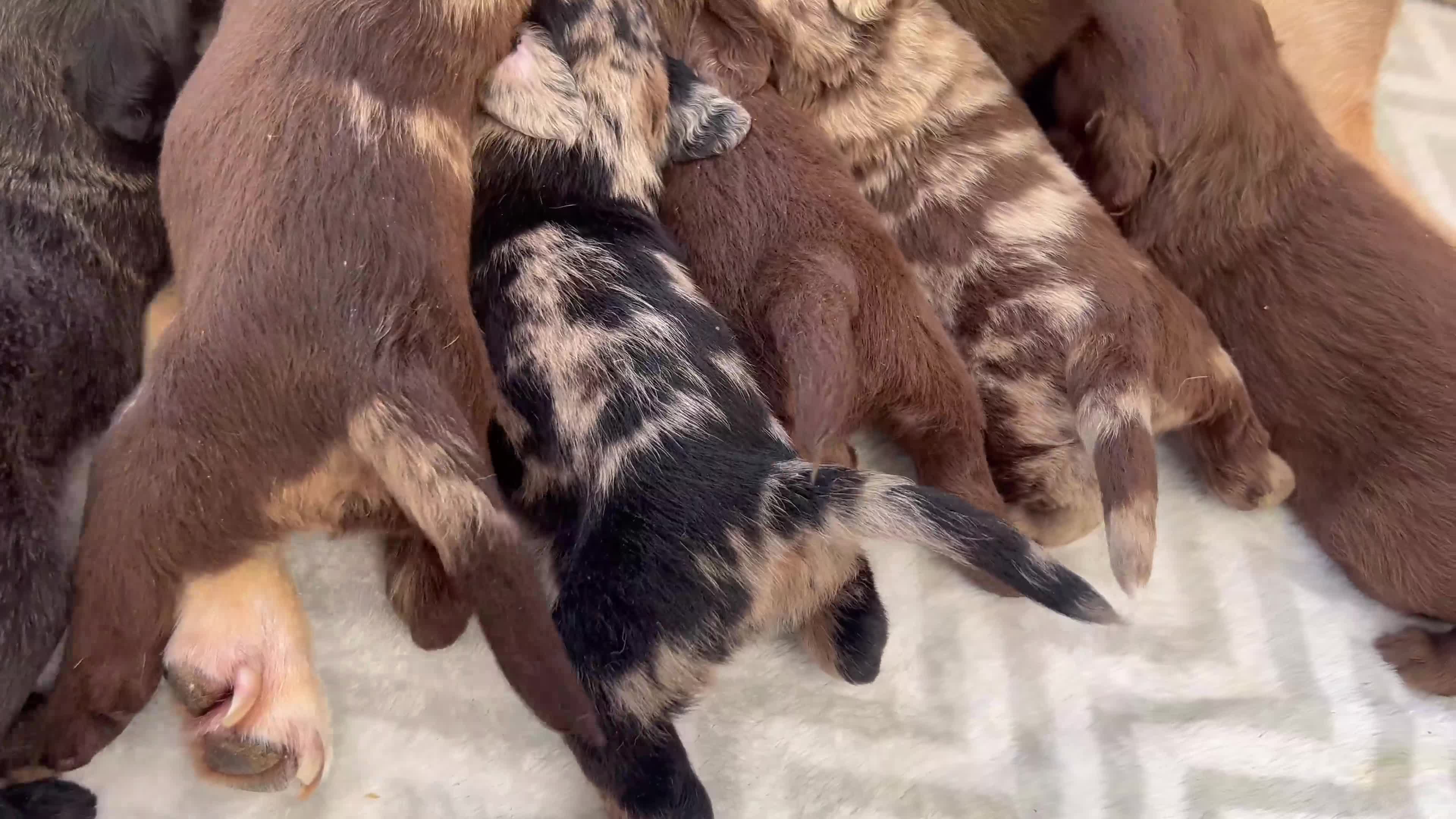 Labradoodle dogs for sale: 7 beautiful Labradoodle puppies available  - Video 1