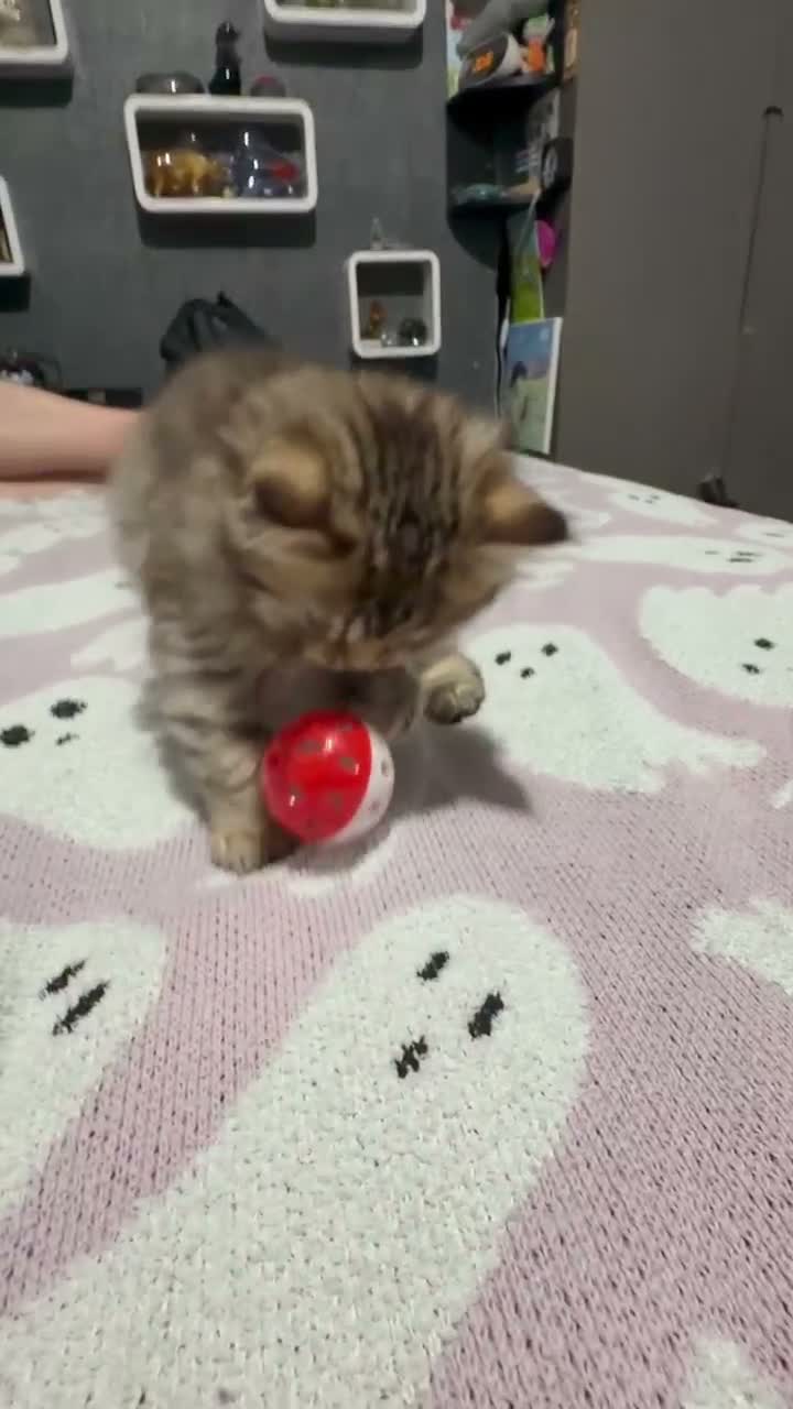 Mixed Breed cats for sale: Beautiful litter of long hair fluffy kitten  - Video 3