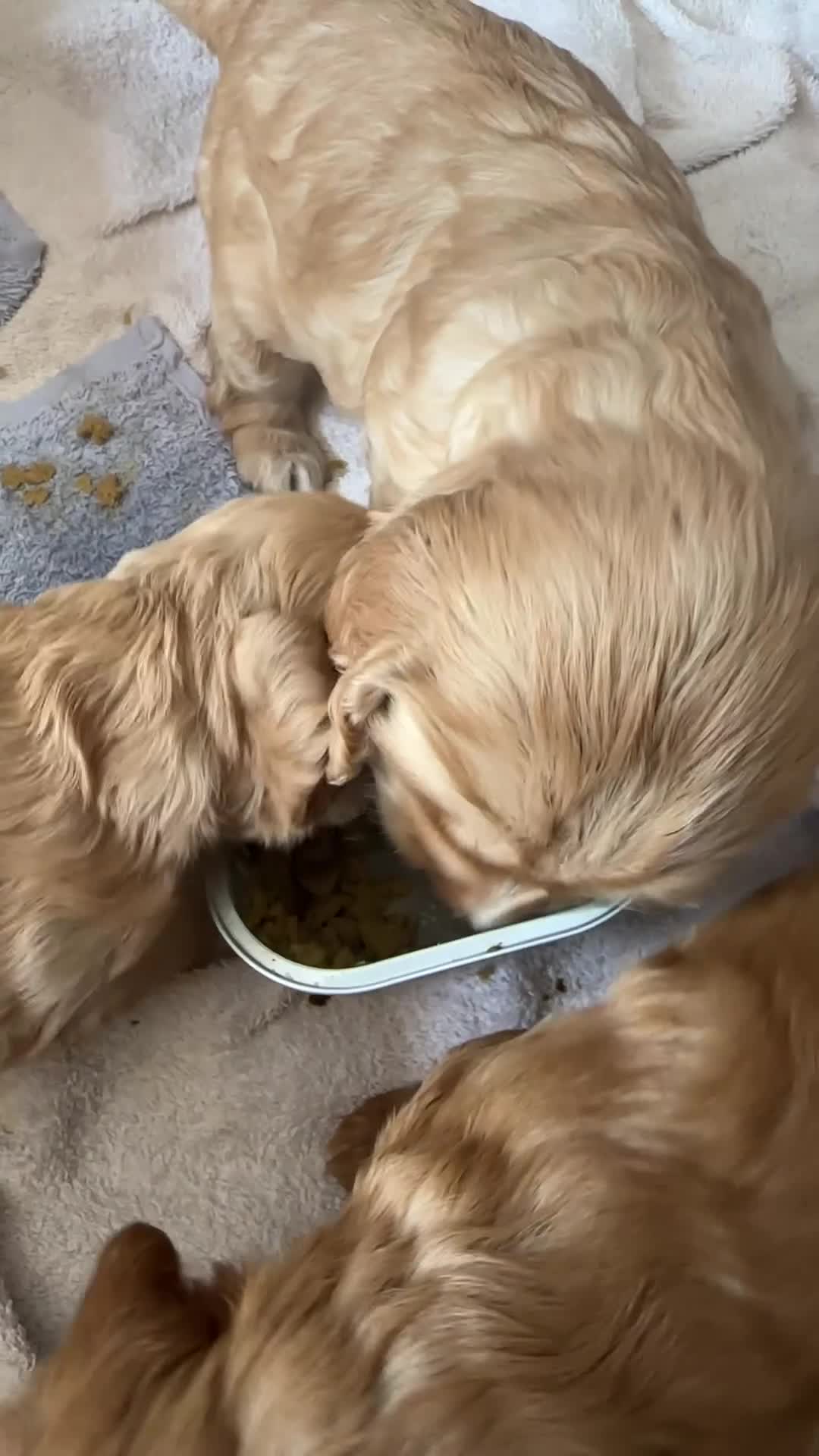 Cockapoo dogs for sale: Cockapoo pups x 4  in Hamilton - Video 2