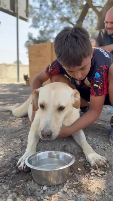 Labrador Retriever dogs for adoption: Dolly in foster in Essex  - Video 2