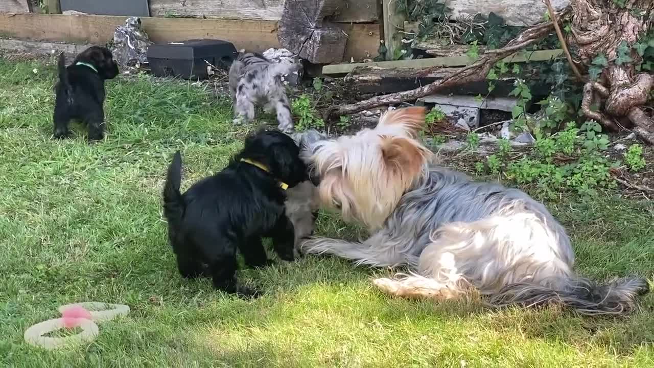 Yorkiepoo dogs for sale:  3 Adorable Little Girls - Yorkiepoos-F1  - Video 1