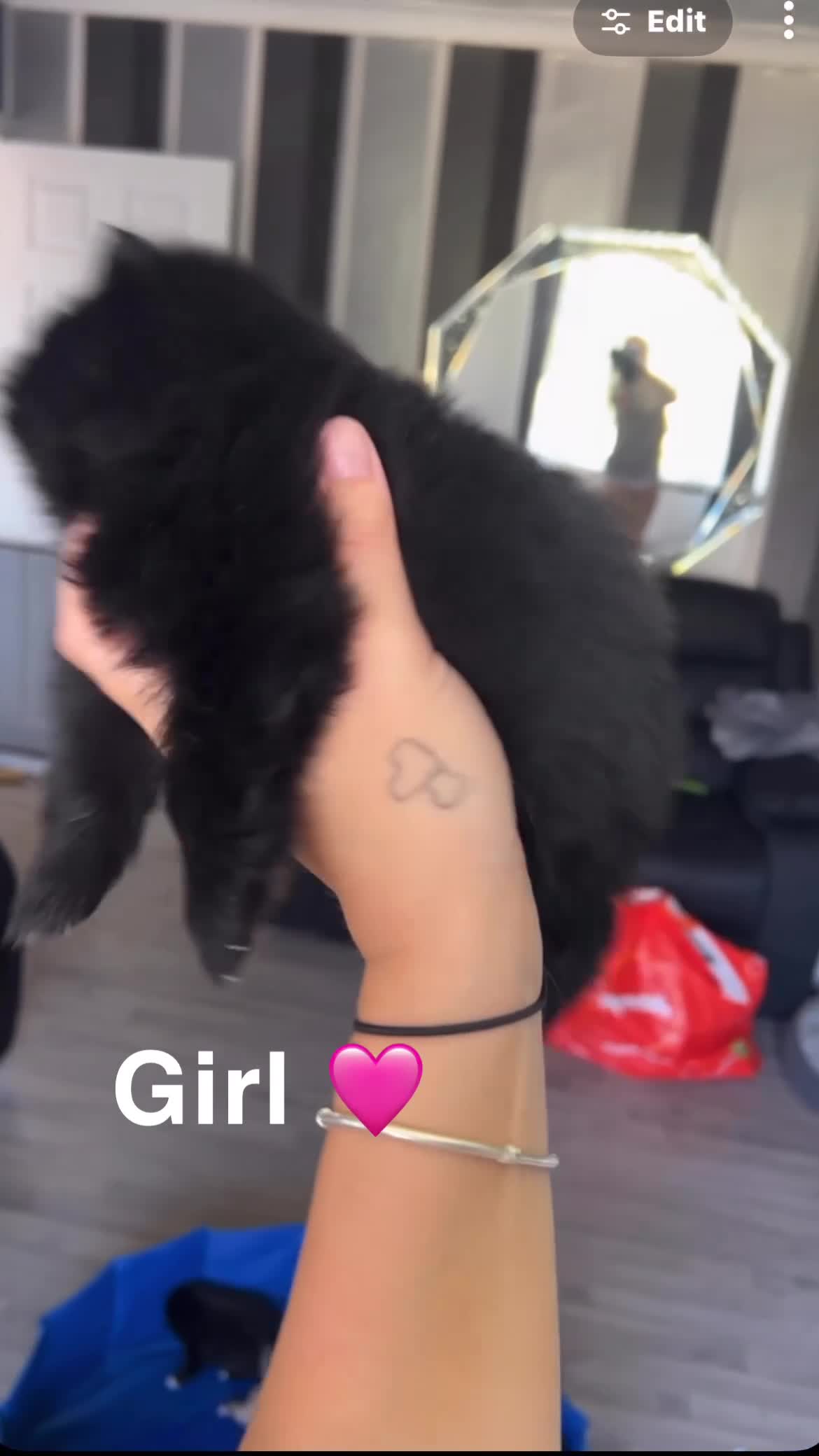 Pomeranian dogs for sale: 4 beautiful teddy bear poms  in Wakefield - Video 2