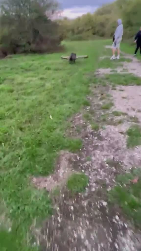 Staffordshire Bull Terrier dogs for sale: Bruno - Video 1