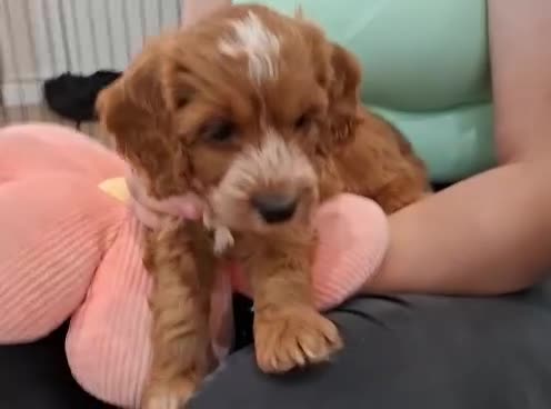 Cockapoo dogs for sale: COCKAPOO  READY NOW !!!! - Video 2
