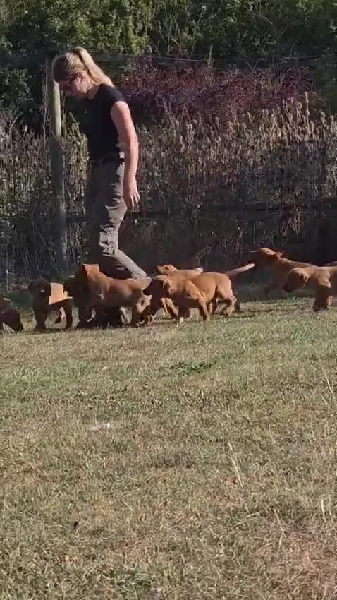 Labrador Retriever dogs for sale: PLAYFUL DEEP FOX RED LITTER, FULLY HEALTH TESTED - Video 1