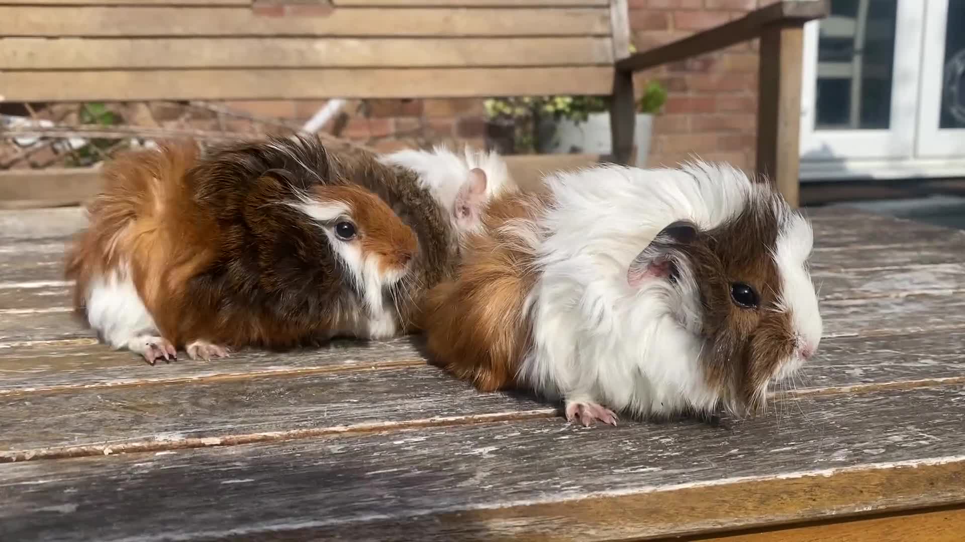 Guinea Pig rodents for sale: Abyssinian long haired  - Video 1