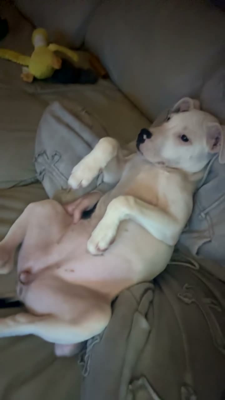Mixed Breed dogs for sale: Gorgeous little girl  - Video 1
