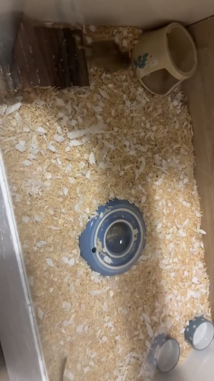 Gerbil rodents for sale: 2 male Gerbils looking for home - Video 4