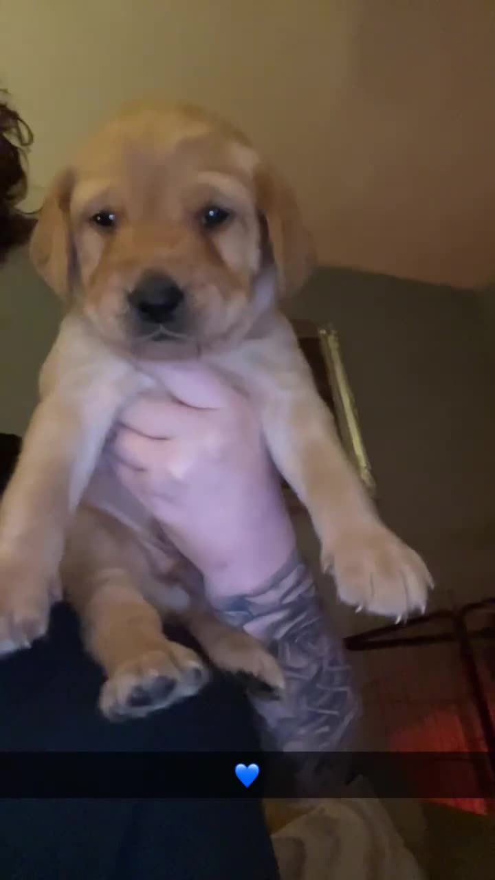 Labradoodle dogs for sale: Family Labradodles looking for a Family home 🏡  - Video 3