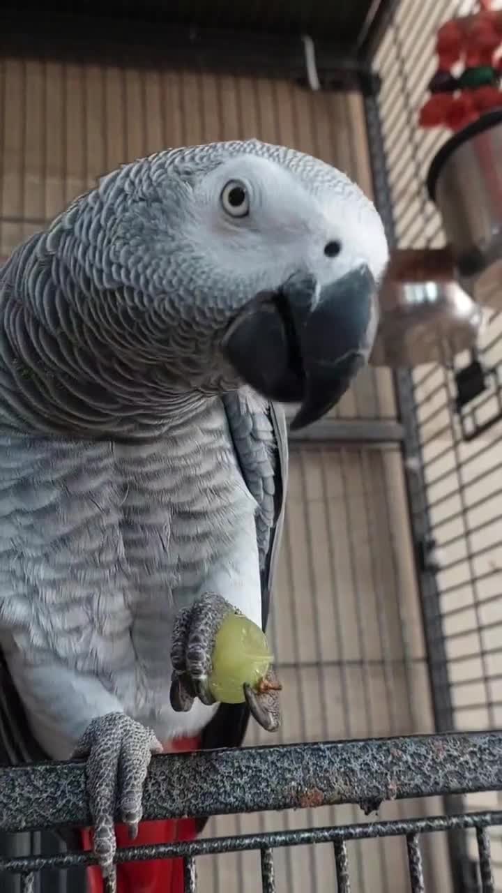 Parrots birds for sale: Fully tame African grey parrots. - Video 1