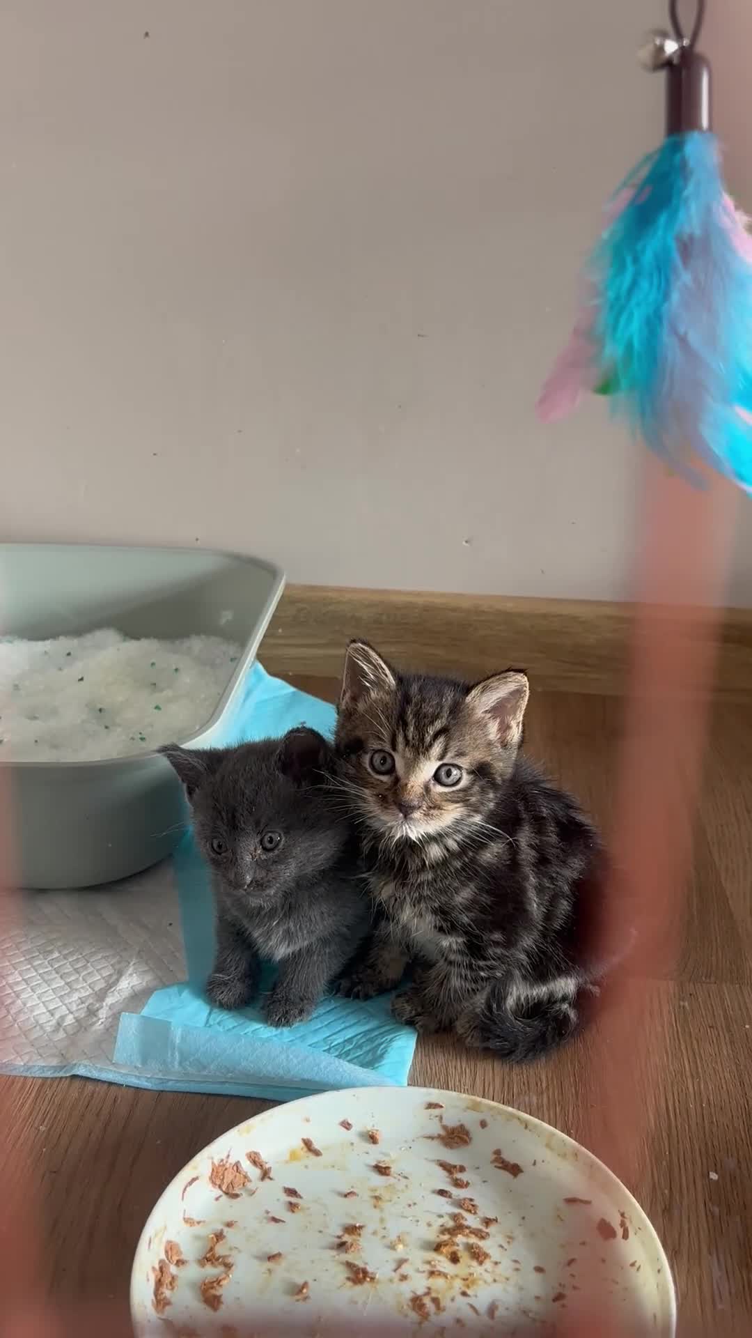 Mixed Breed cats for sale: 1/4 manincoon kittens  - Video 1