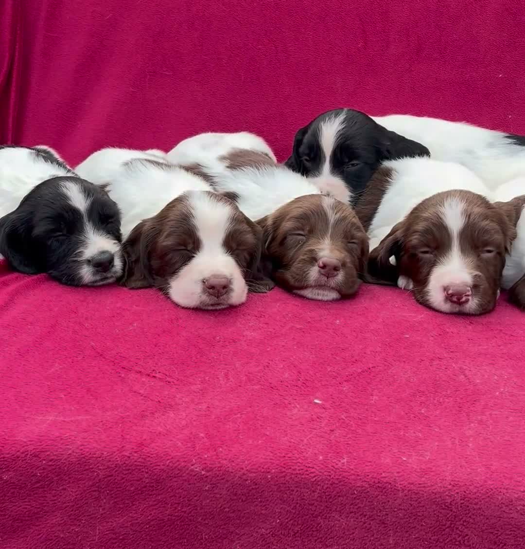 English Springer Spaniel dogs for sale: With an OFF SWITCH springers - Video 1